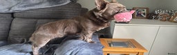 French Bulldog dogs for stud: *STUD* KC NEW SHADE ISABELLE FLUFFY FRENCH BULLDOG in Tonbridge - Advert 23
