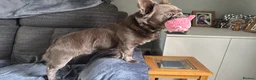 French Bulldog dogs for stud: *STUD* KC NEW SHADE ISABELLE FLUFFY FRENCH BULLDOG in Tonbridge - Advert 23