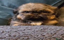 Shih Tzu dogs for sale: Ready now small/tiny Rare Brindle Imp Shih Tzu - Image 20