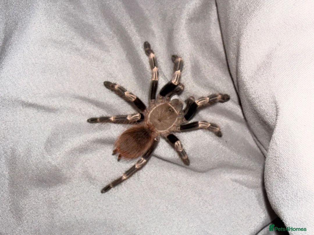 Gecko reptiles for sale: Baby Harley crested gecko and tarantula - Advert 2