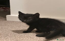 British Longhair cats for sale: Beautiful & playful kittens ready for new home - Image 19
