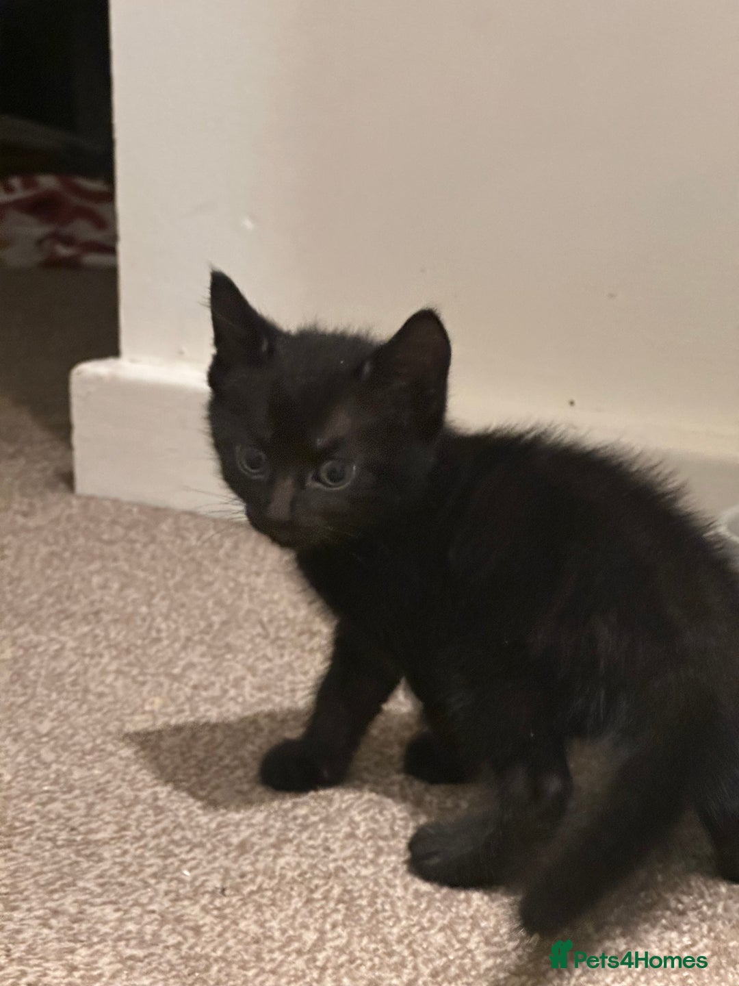 British Longhair cats for sale: Beautiful & playful kittens ready for new home - Image 19