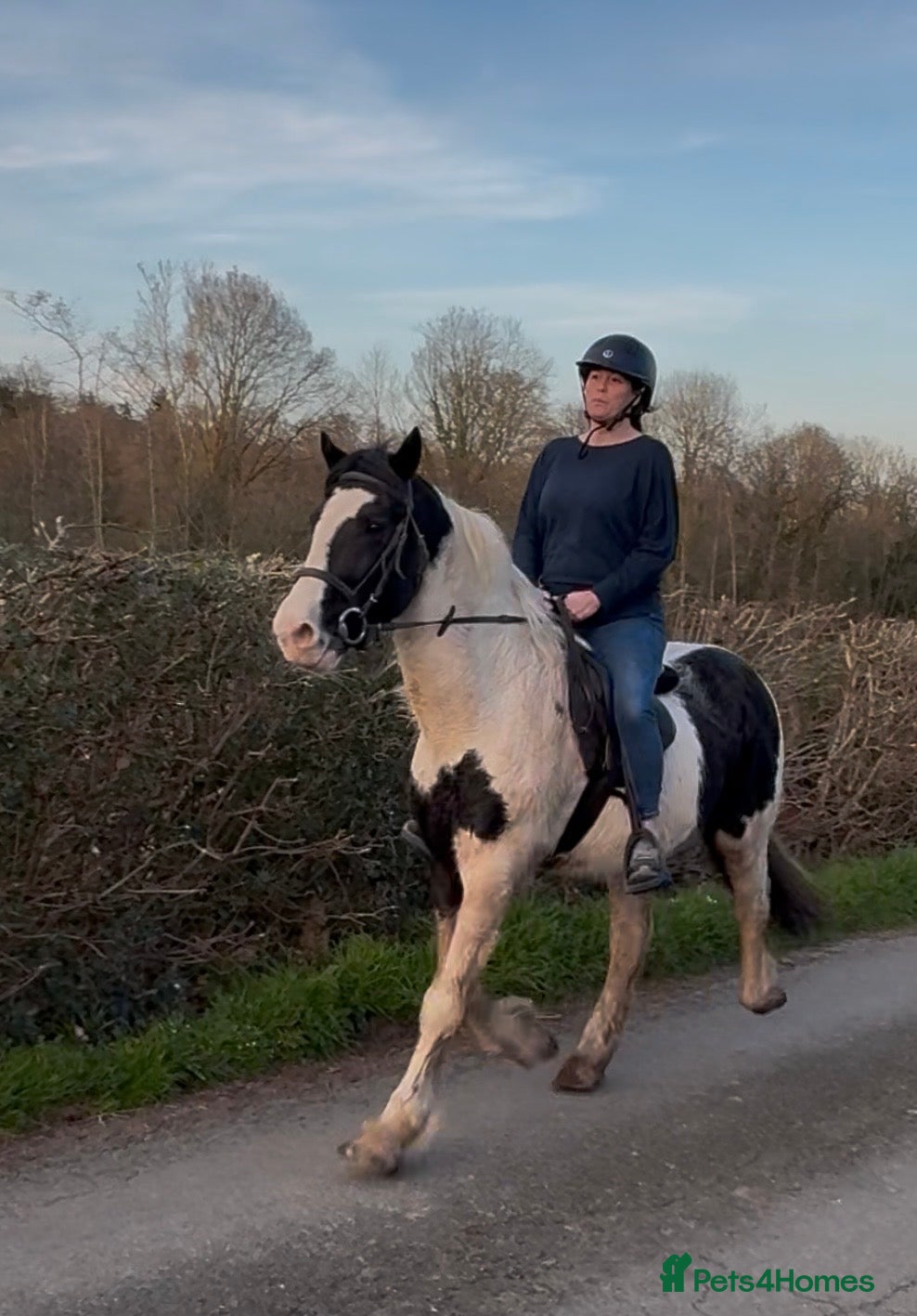 Irish Cob horses Ride and drive gelding  - Advert 6