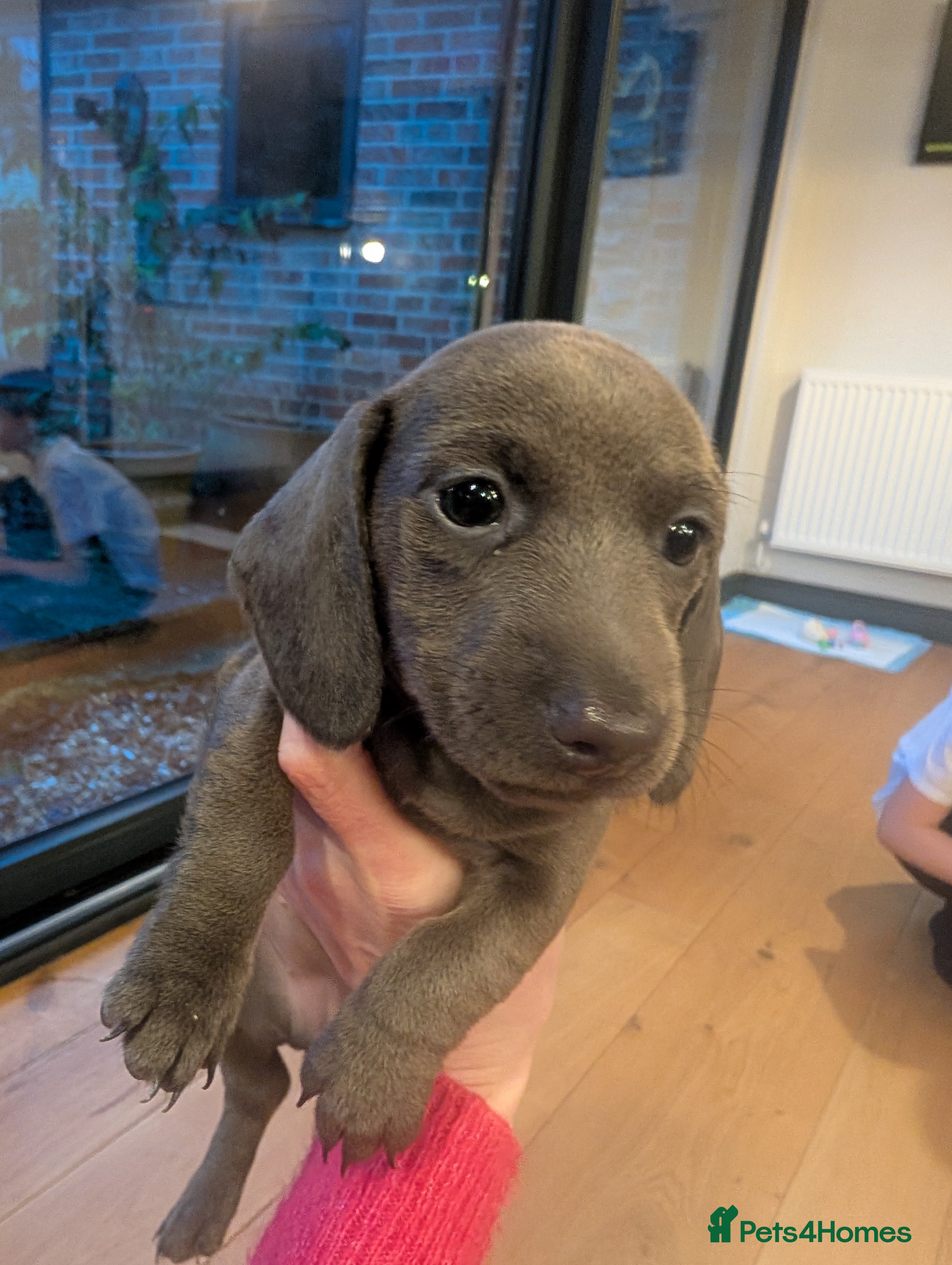 Miniature Dachshund dogs Beautiful litter of Miniature Dachsunds  - Advert 7