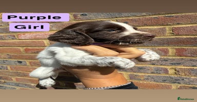 Sprocker dogs - Advert 5