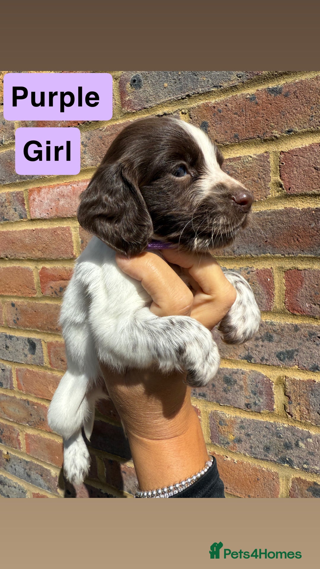 Sprocker dogs for sale: 7 beautiful sprocker puppies  - Image 2