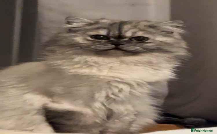 Persian cats - Advert 2