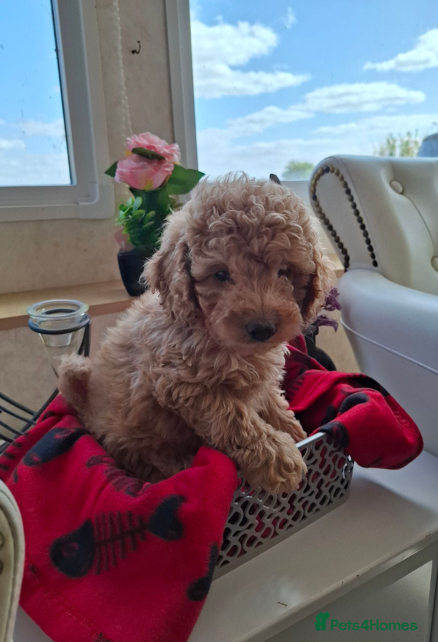 Cavapoo dogs 2 LEFT!! 4 Weeks free insurance  - Advert 2
