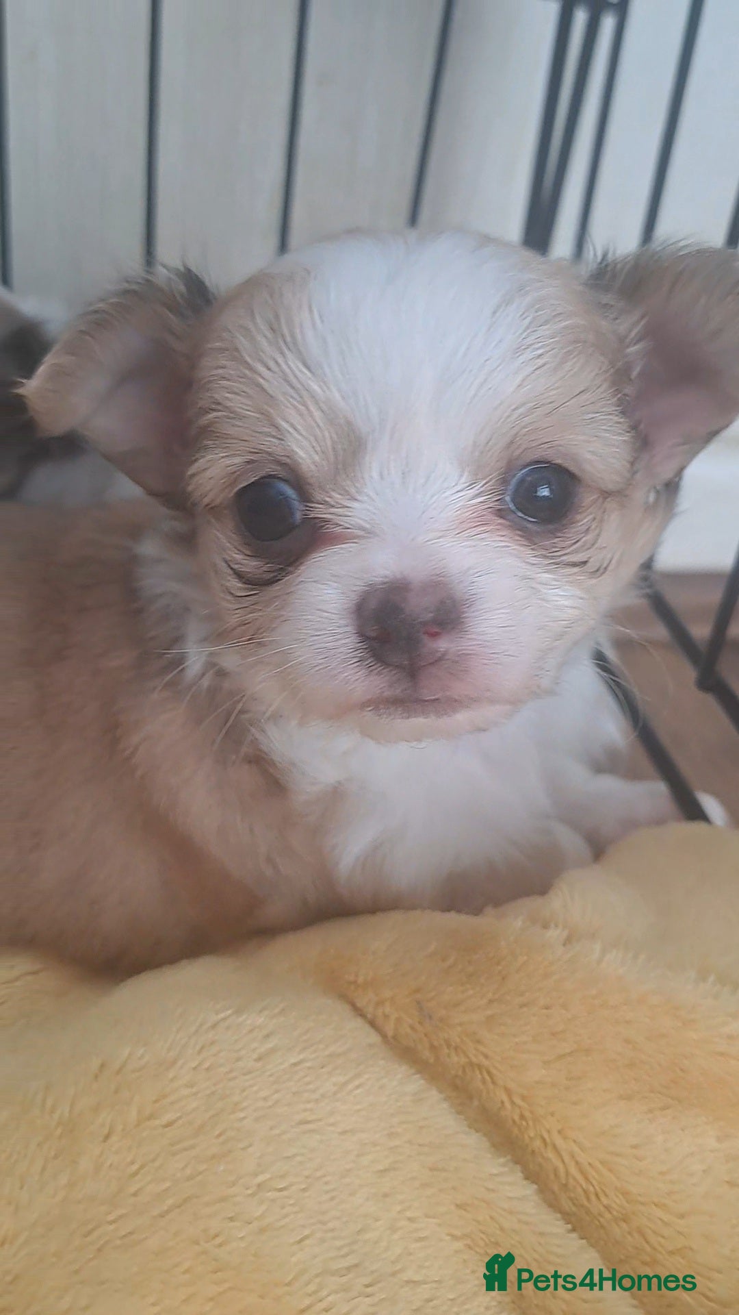 Chihuahua dogs for sale: Long Coat Chihuahua puppies - Image 24
