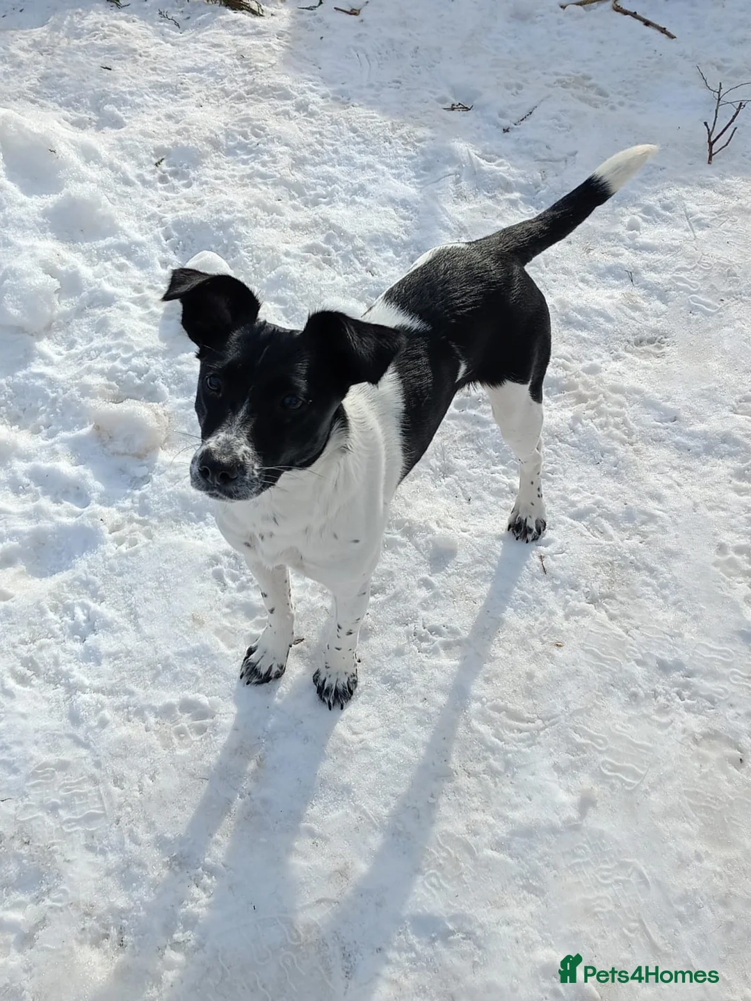 Mixed Breed dogs for adoption: ❤️MATILDA❤️ 10 months, low medium below the knee) - Advert 12