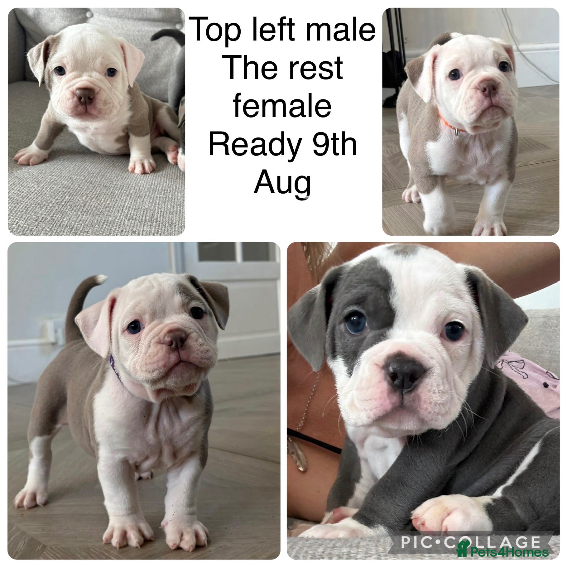 Old Tyme Bulldog dogs EXQUISITE Old tyme English bulldog puppies  - Advert 17