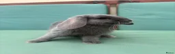 Mini Lop rabbits for sale: Minilop baby bunnies - Advert 7