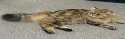 Persian cats for sale: Adorable Persian x British Longhair.  - Advert 2