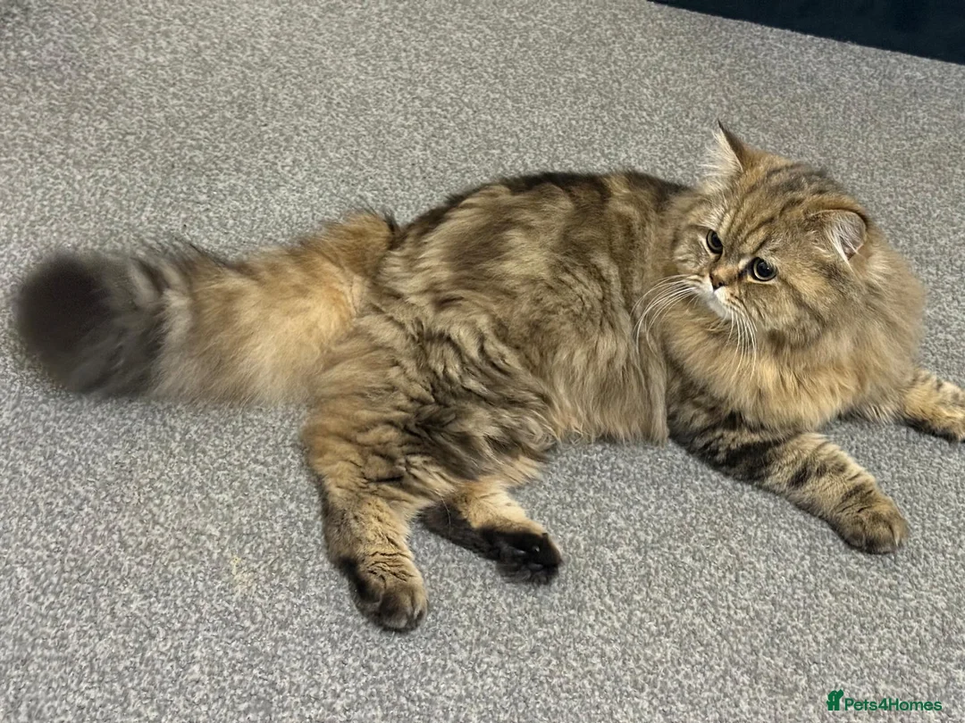 Persian cats for sale: Adorable Persian x British Longhair.  - Advert 2