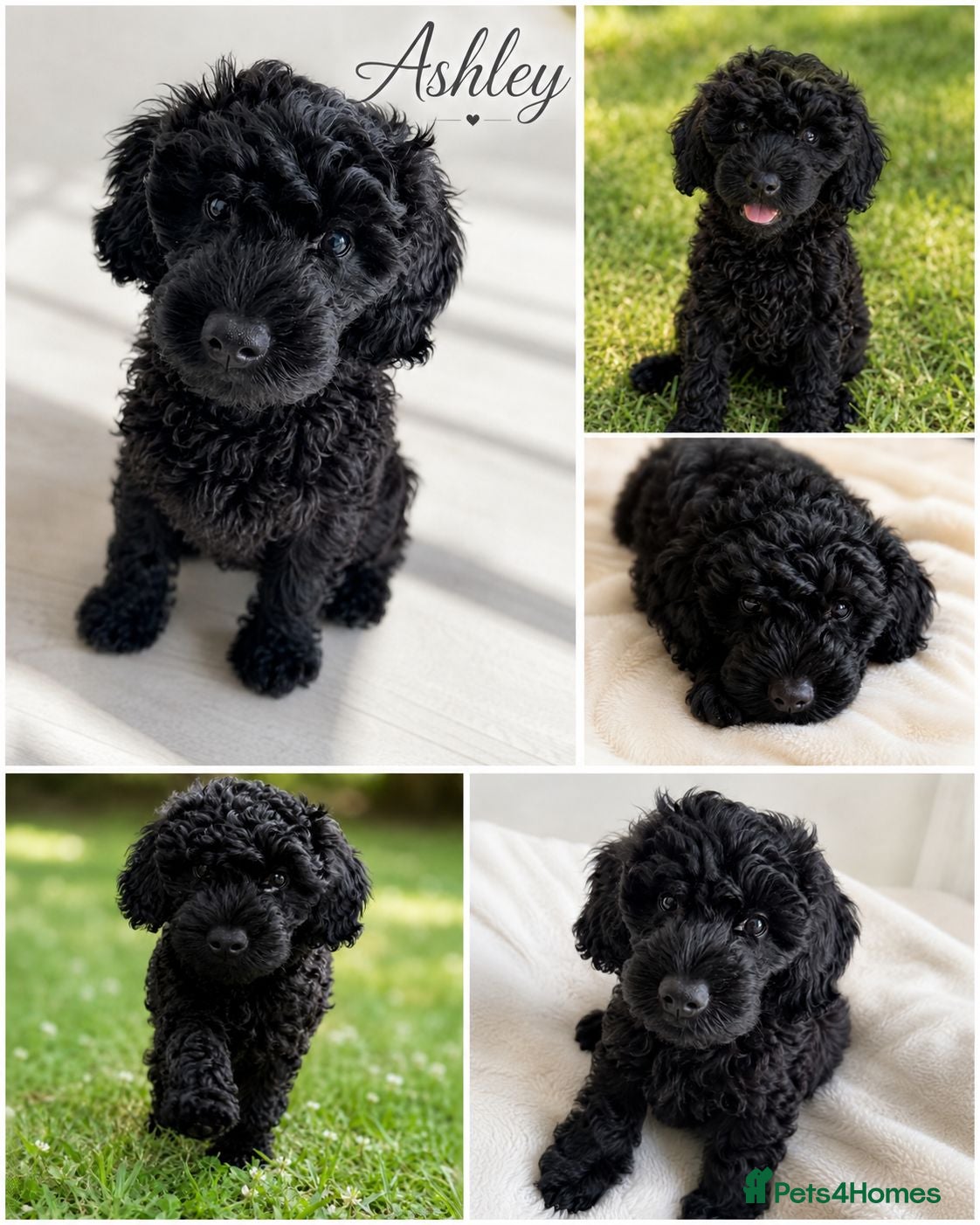 Mixed Breed dogs Adorable House Trained Cockapoo Puppy Detail below - Advert 2