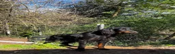 Gordon Setter dogs for adoption: Aillen - Advert 5
