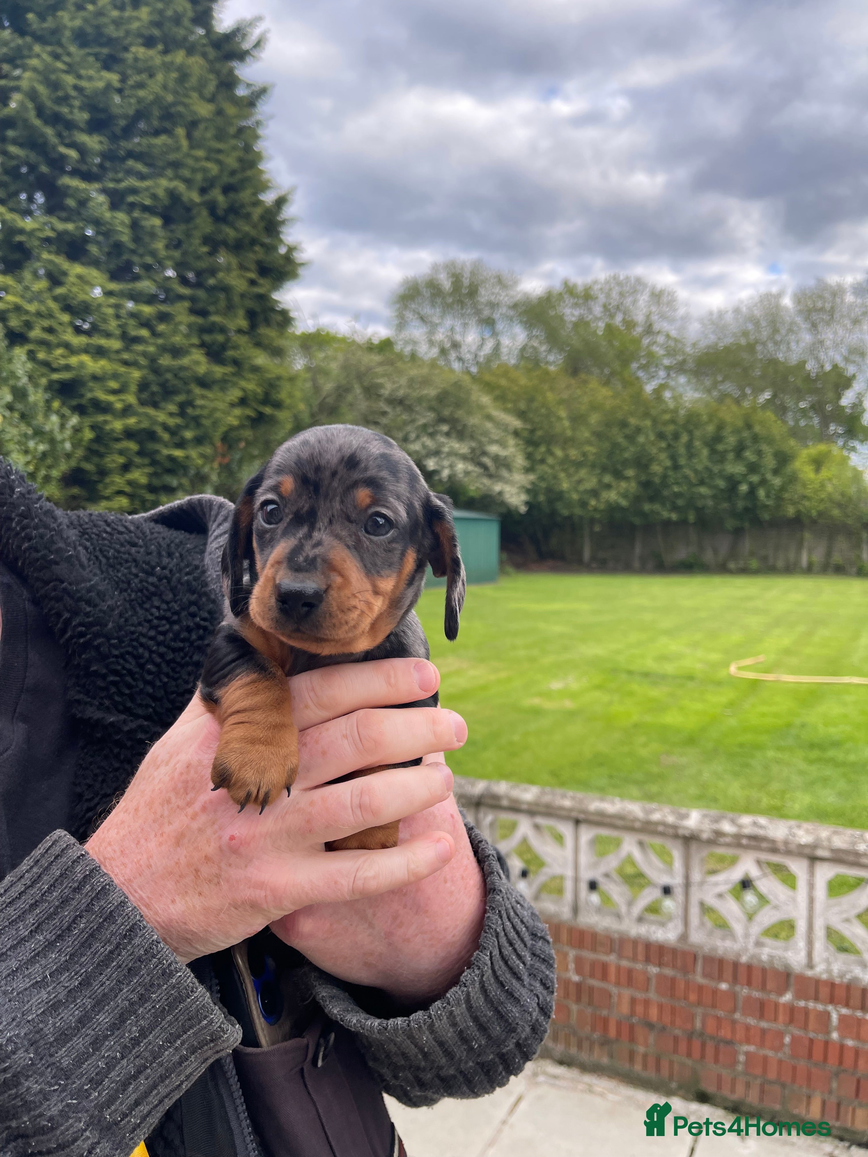 Miniature Dachshund dogs for sale: 2 K/C reg Mini Dachshund Boys For Sale - Advert 1
