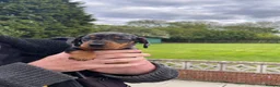 Miniature Dachshund dogs for sale: 2 K/C reg Mini Dachshund Boys For Sale in Goole - Advert 1