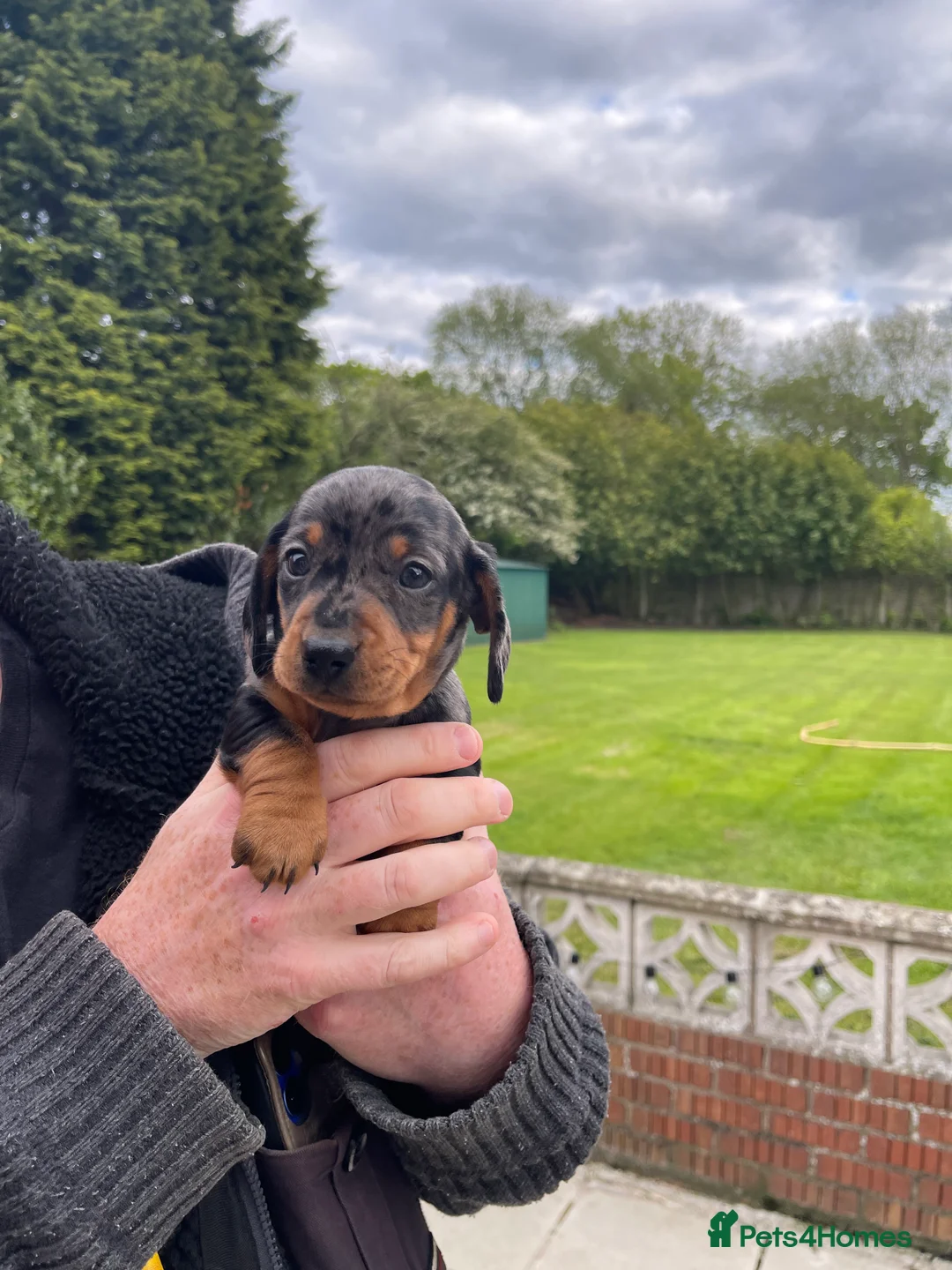Miniature Dachshund dogs for sale: 2 K/C reg Mini Dachshund Boys For Sale in Goole - Advert 1