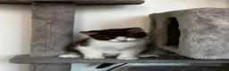 American Shorthair cats for sale: Beautiful Tabby Kittens Ready for Loving Homes - Advert 20