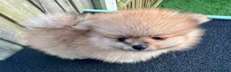 Pomeranian dogs for sale: Adorable, KC Registered Pomeranian Puppies in Colchester - Advert 16