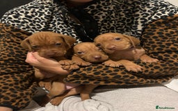 Hungarian Vizsla dogs for sale: Stunning litter KC registered Hungarian Puppy's  - Image 9