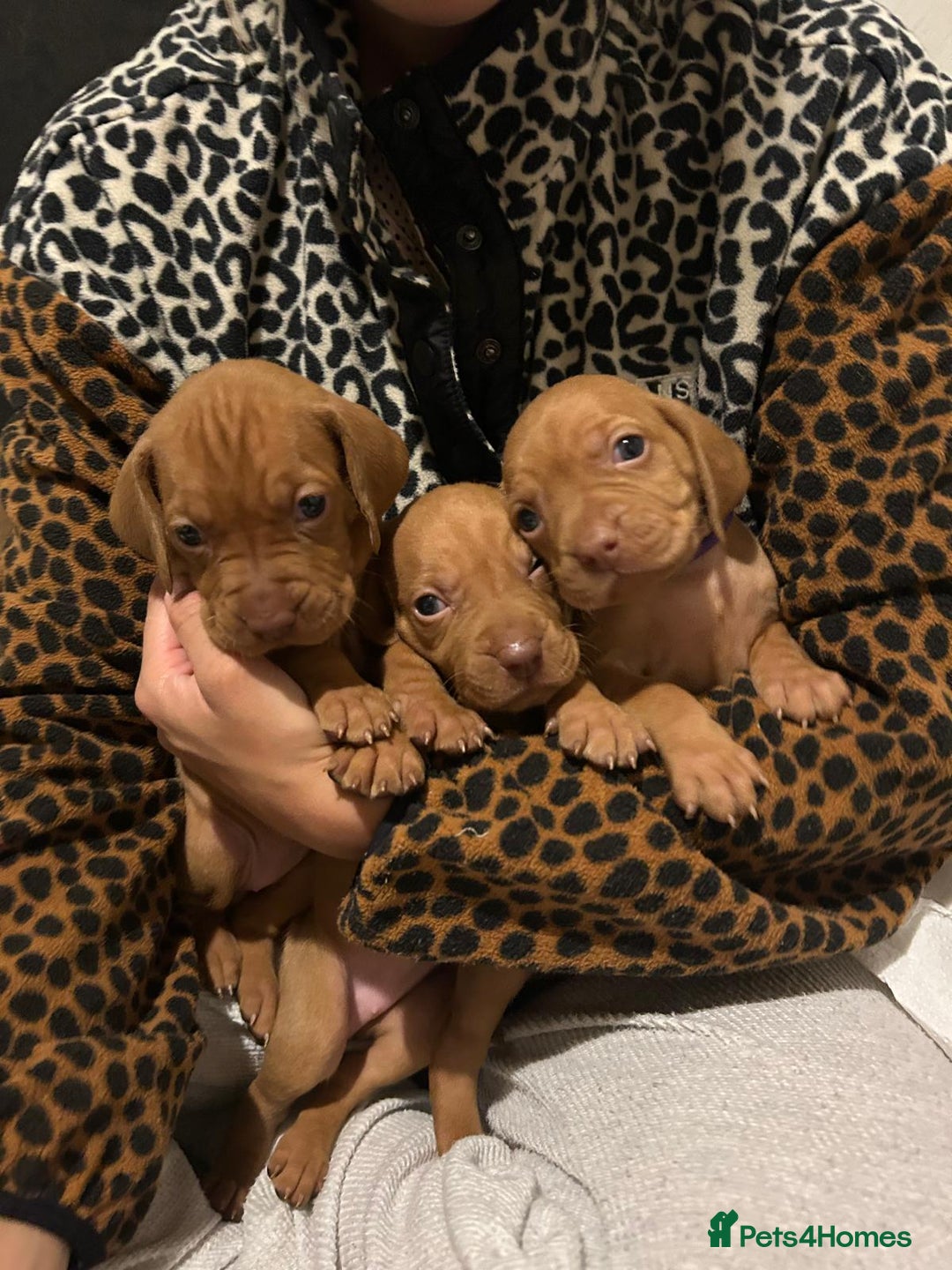 Hungarian Vizsla dogs for sale: Stunning litter KC registered Hungarian Puppy's  - Image 9