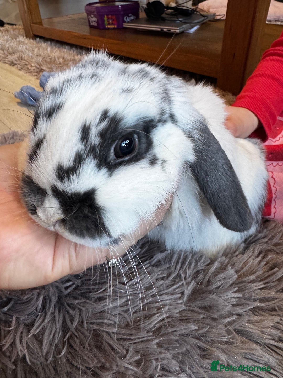 Mini Lop rabbits for sale: Mini Lop bunnies for sale  - Advert 20