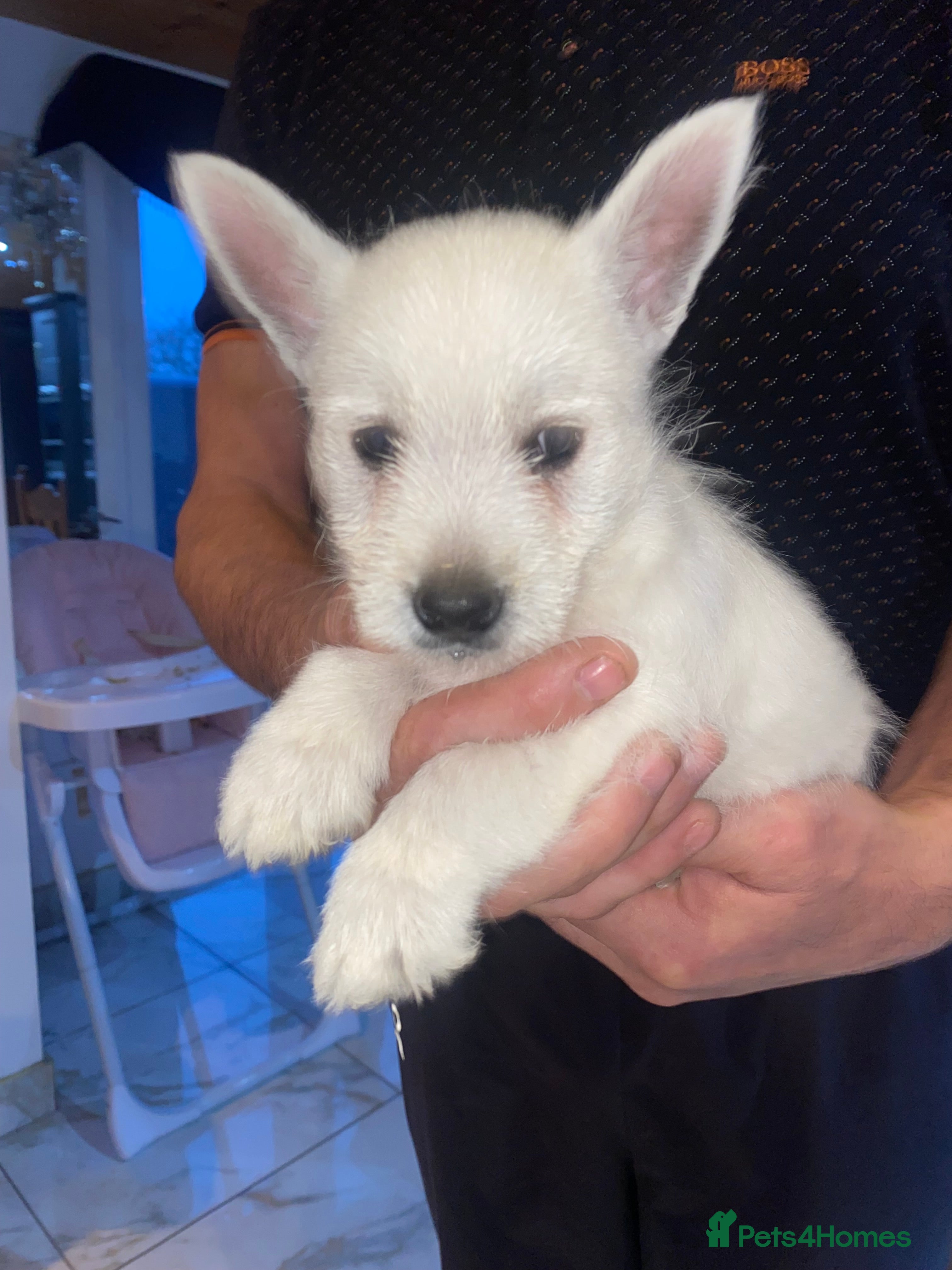 West Highland Terrier dogs West highland terrier STILL AVAILABLE  - Advert 1