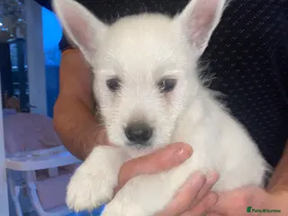 West Highland Terrier dogs West highland terrier STILL AVAILABLE - Advert 1