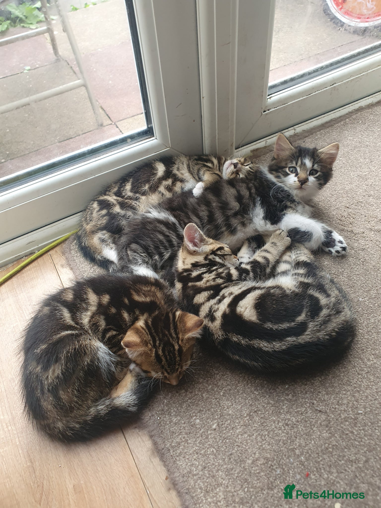 Mixed Breed cats for sale: Beautiful Mix Breed - Advert 16