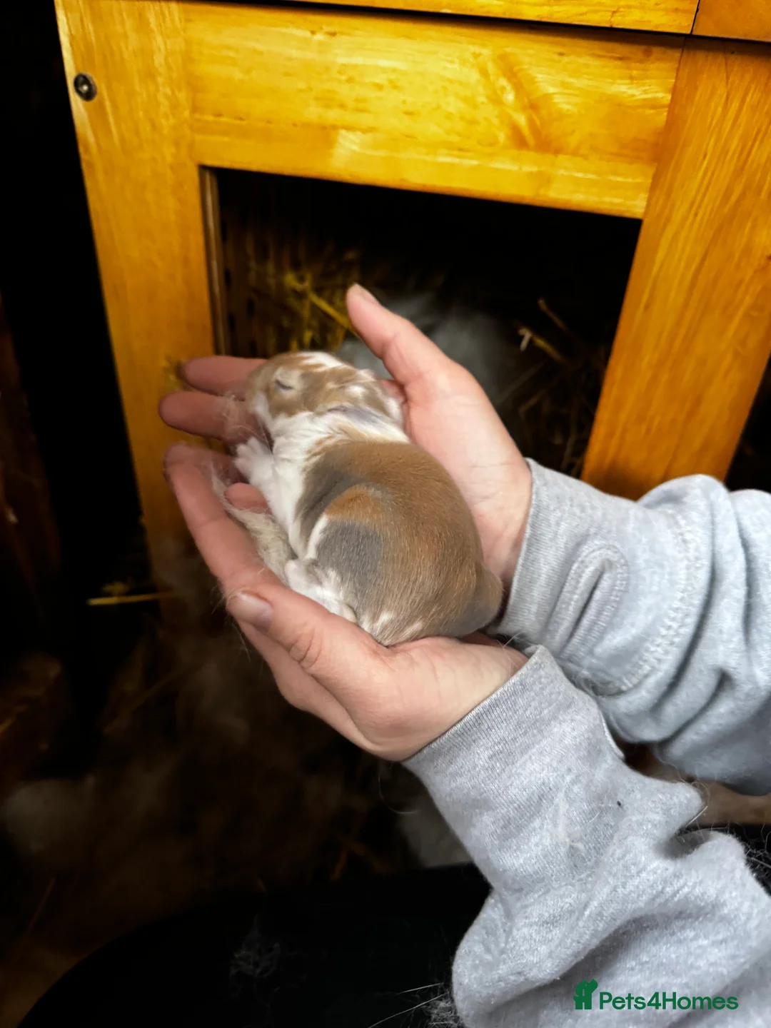 French Lop rabbits for sale: 🩷Pure bred French lop kits🩵 - Advert 26