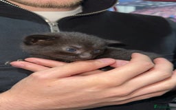 Mixed Breed cats for sale: 3 stunning mixed breed kittens - Image 8