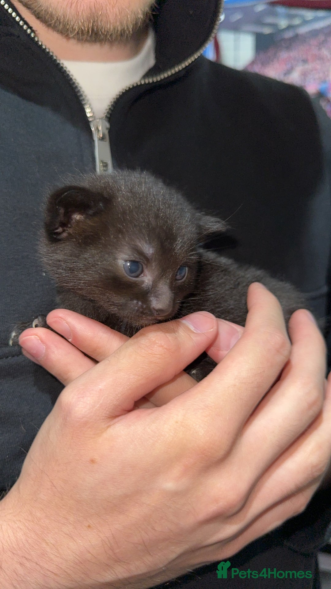 Mixed Breed cats for sale: 3 stunning mixed breed kittens - Image 8