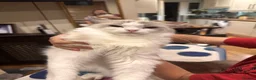 Ragdoll cats for sale: Fluffy female kitten - Advert 2