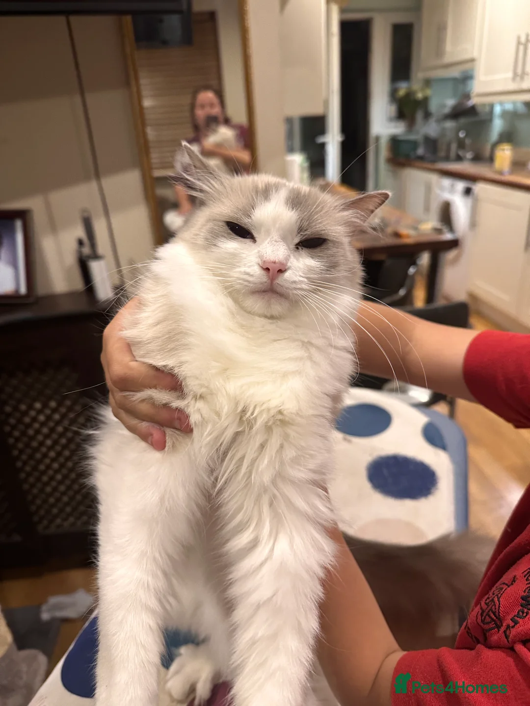 Ragdoll cats for sale: Fluffy female kitten - Advert 2