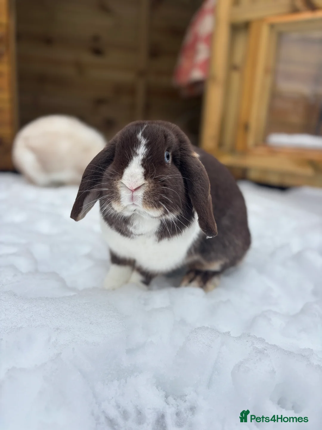 Mini Lop rabbits for sale: Female bunny princess  - Advert 3
