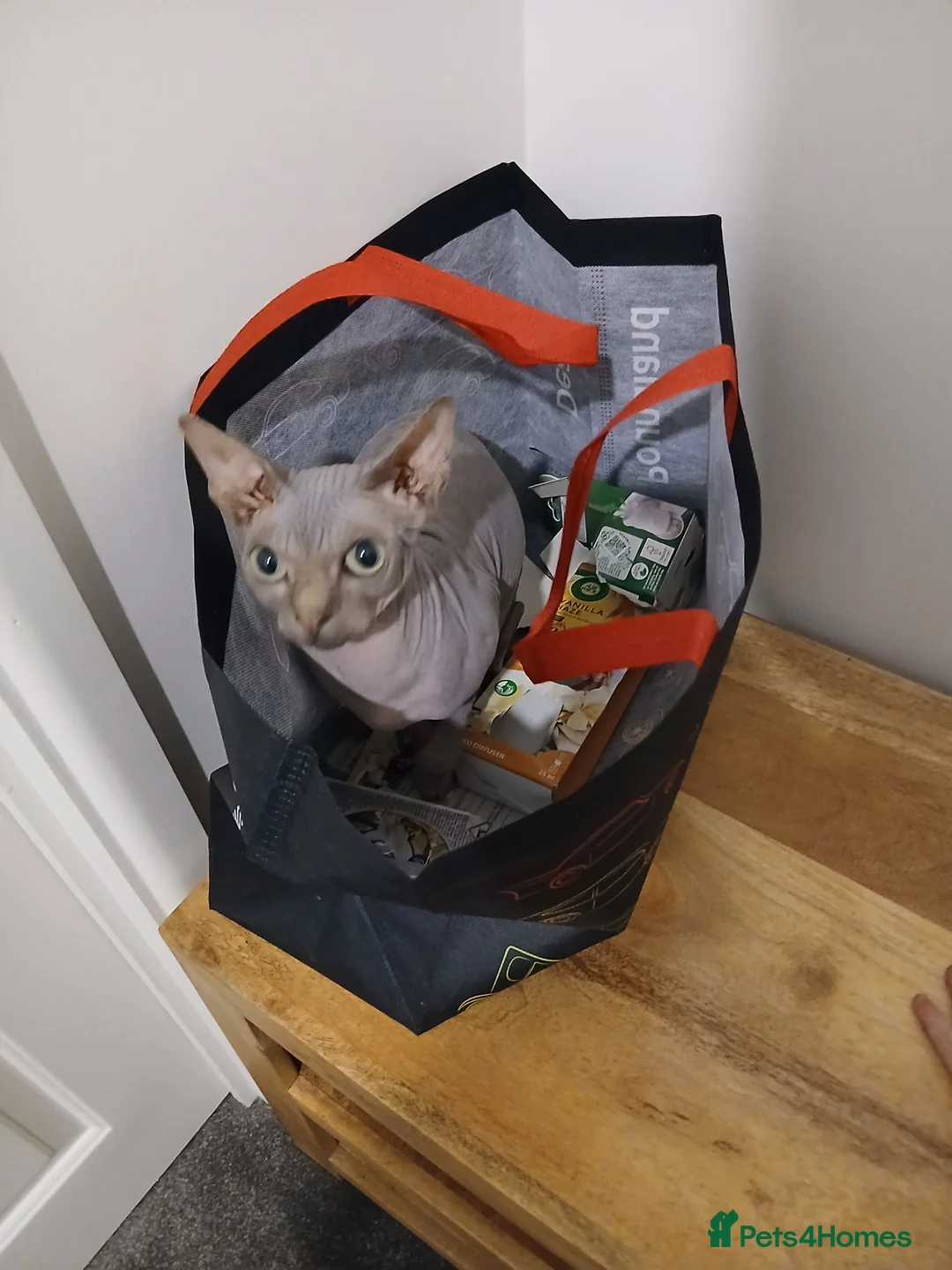 Sphynx cats for sale: Sphynx cat for sale  - Advert 6