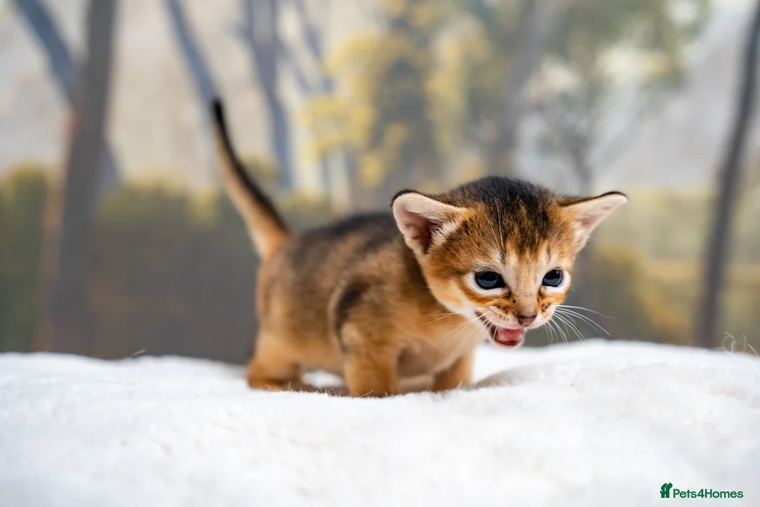 Abyssinian cats for sale: Ruddy Abyssinians Kittens-Outstanding Pedigree  - Advert 10