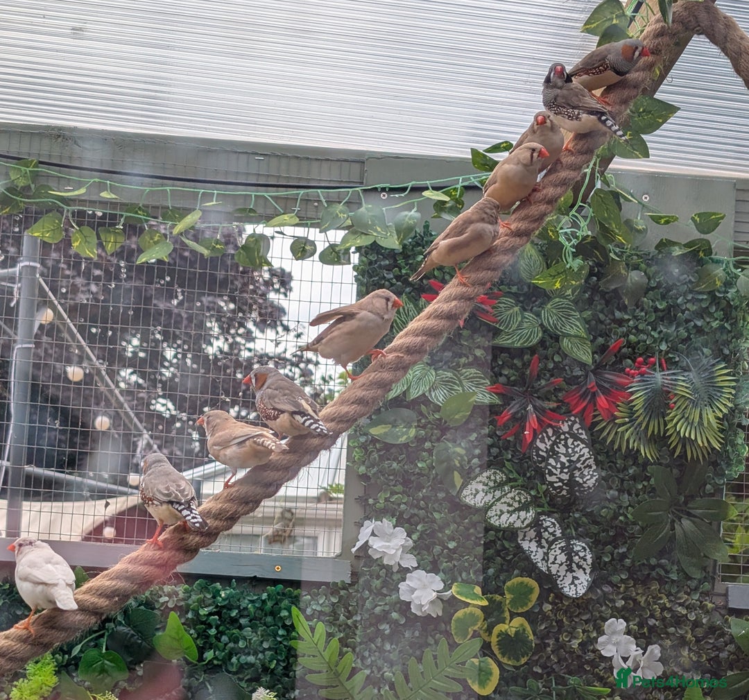 Finches birds for sale: Zebra Finches For Sale  - Image 2