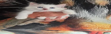 Ragdoll 1