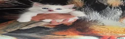 Ragdoll cats for sale: Outstanding quality Tortie Ragdolls - Advert 12