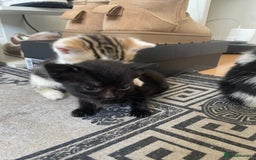 Domestic Shorthair cats for sale: Adorable 4-week-old kittens ready to reserve - Image 7