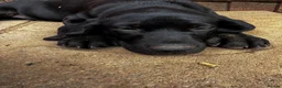 Labrador Retriever dogs for sale: Labrador retriever puppies - Advert 13