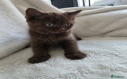 British Shorthair cats for sale: GCCF British Shorthair Kittens Champion Bloodline  - Image 15