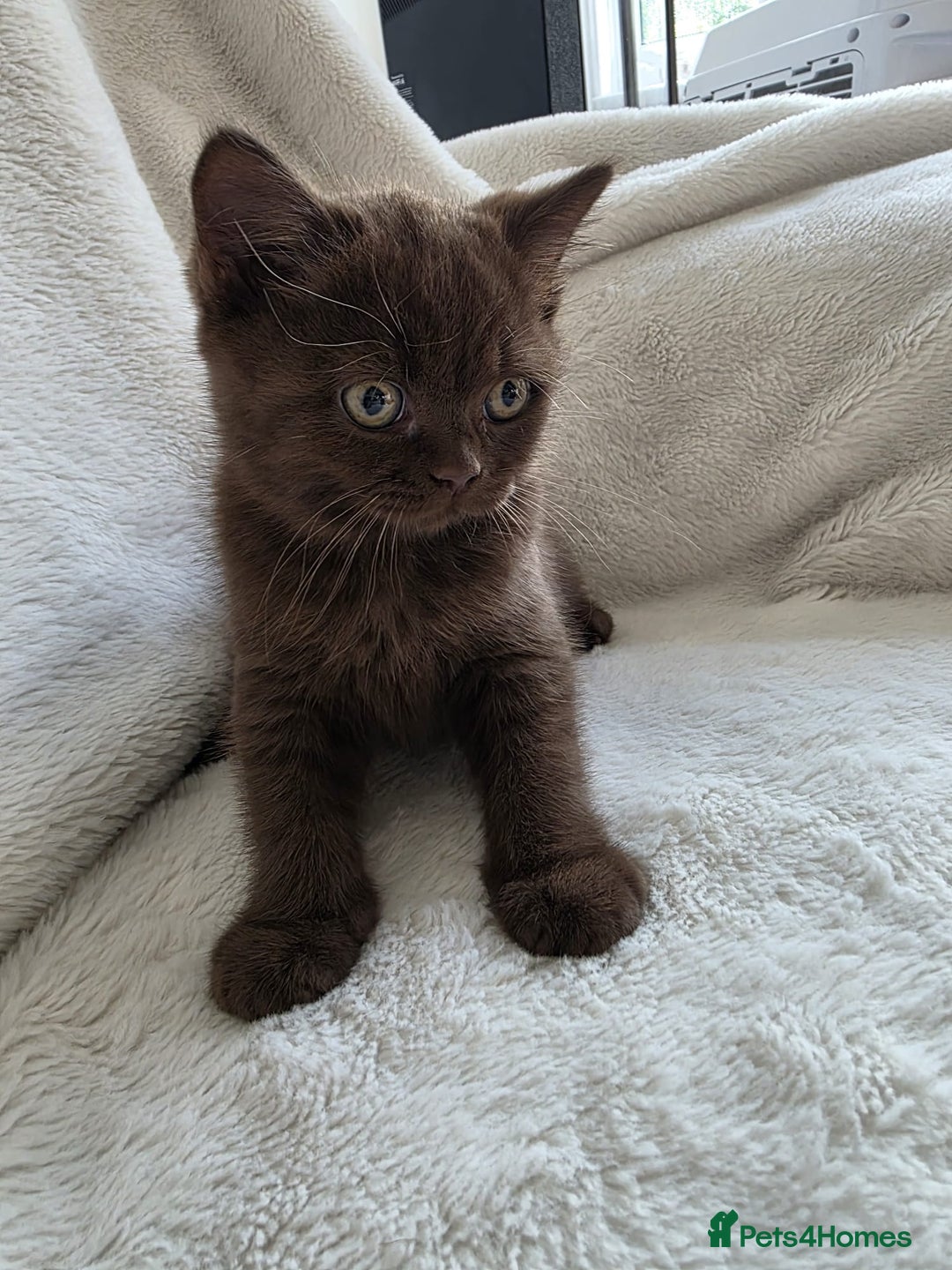 British Shorthair cats for sale: GCCF British Shorthair Kittens Champion Bloodline  - Image 15