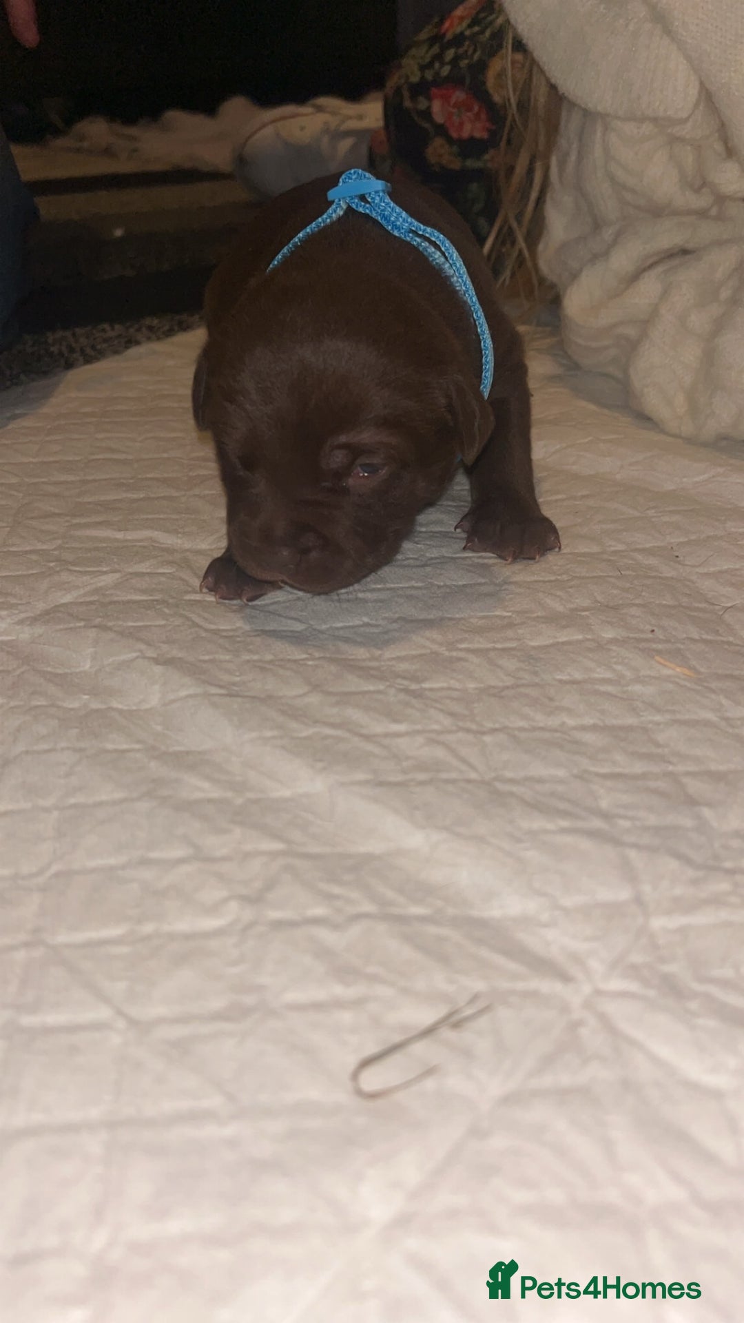 Staffordshire Bull Terrier dogs for sale: Staffy pups for sale  - Advert 3