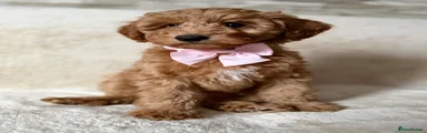 Australian Labradoodle BELLA