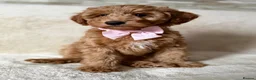 Australian Labradoodle dogs for sale: 🐶LAST 1 AVAILABLE FULL VACCINATION🐶 - Advert 28