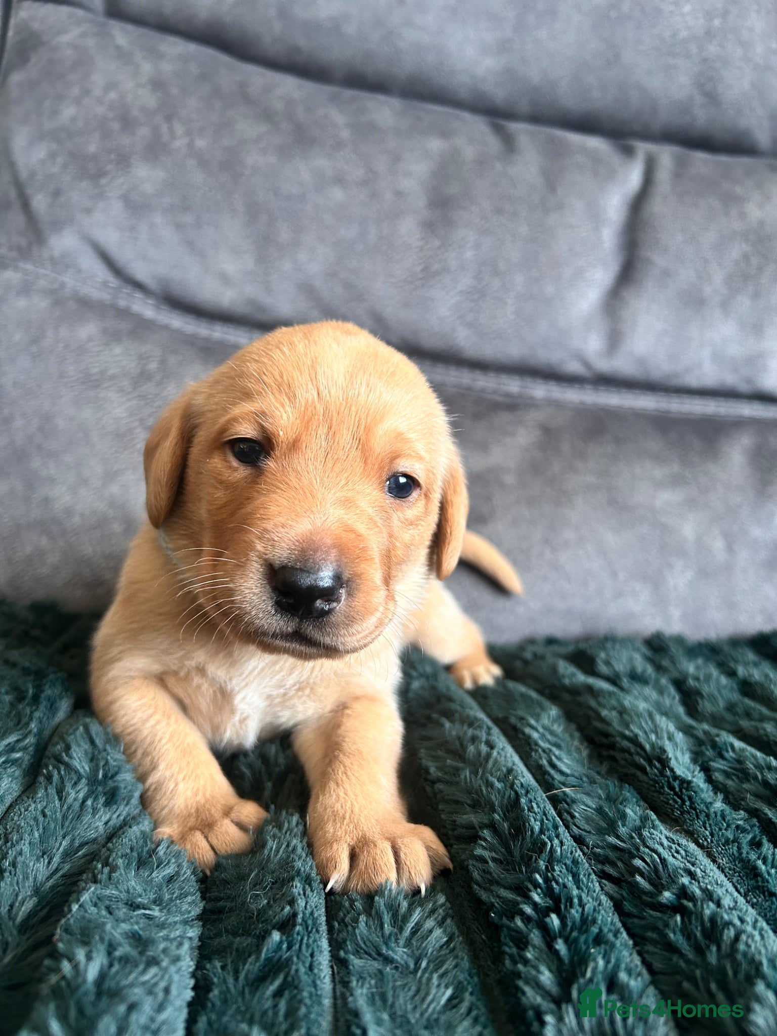 Labrador Retriever Puppy 5